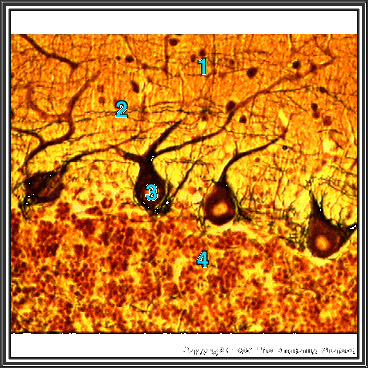 %_tempFileNameN2A7P11%