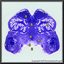 %_tempFileNameN2A5P2%