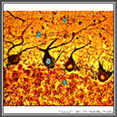 %_tempFileNameN2A7P11%