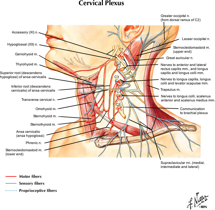 %_tempFileNameFigureII.15_l%