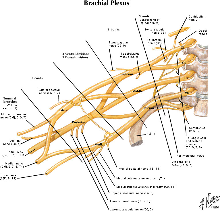 %_tempFileNameFigureII.18_l%
