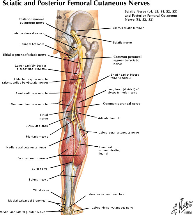 %_tempFileNameFigureII.29A_l%