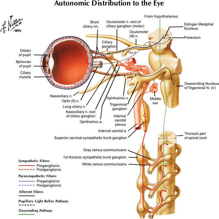 %_tempFileNameFigureII.40_l%