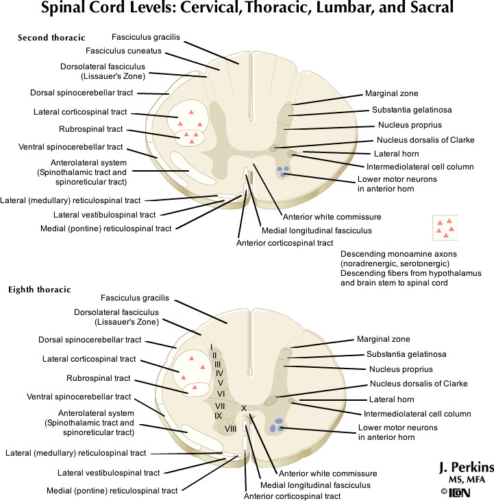 %_tempFileNameFigureII.58B_l%