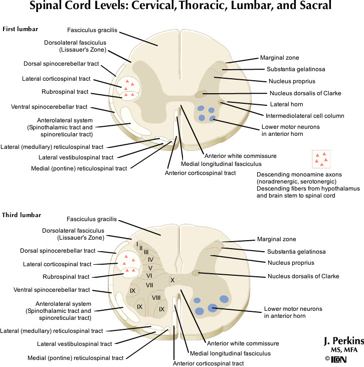 %_tempFileNameFigureII.58C_l%