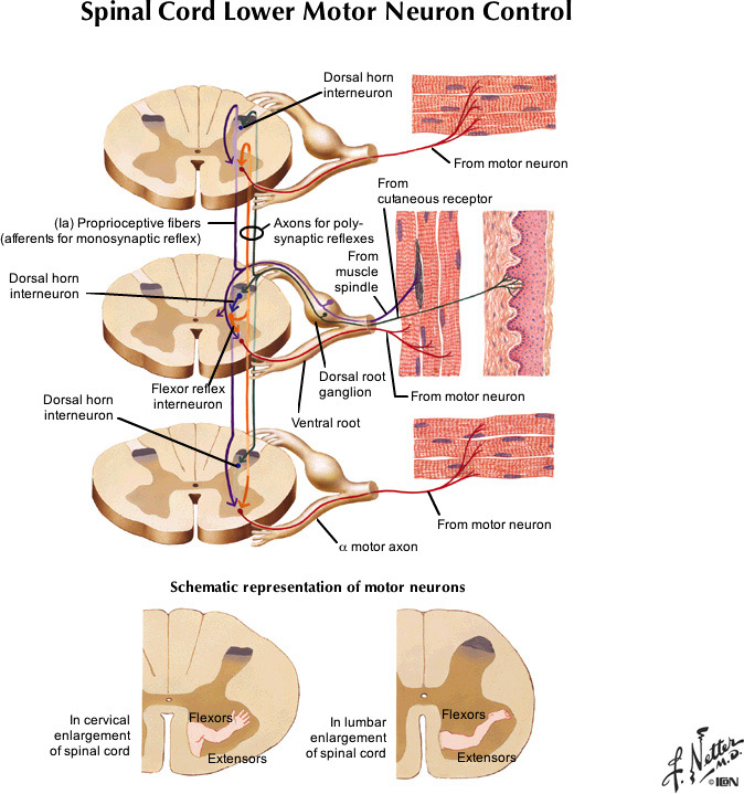 %_tempFileNameFigureII.59_l%
