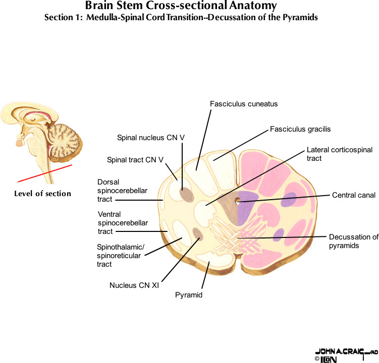%_tempFileNameFigureII.63.1_l%