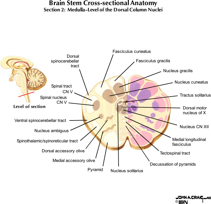 %_tempFileNameFigureII.63.2_l%