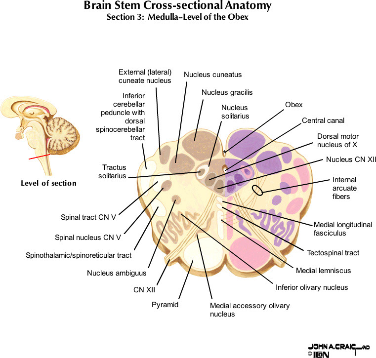 %_tempFileNameFigureII.63.3_l%