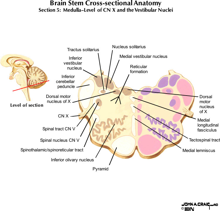 %_tempFileNameFigureII.63.5_l%