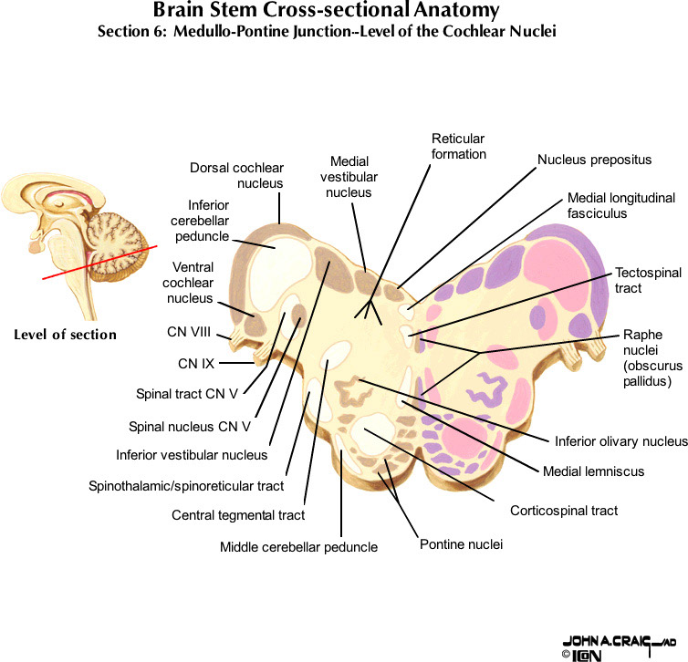 %_tempFileNameFigureII.63.6_l%