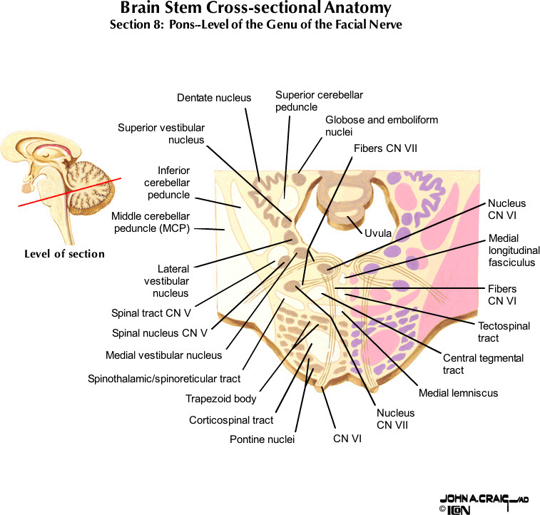 %_tempFileNameFigureII.63.8_l%