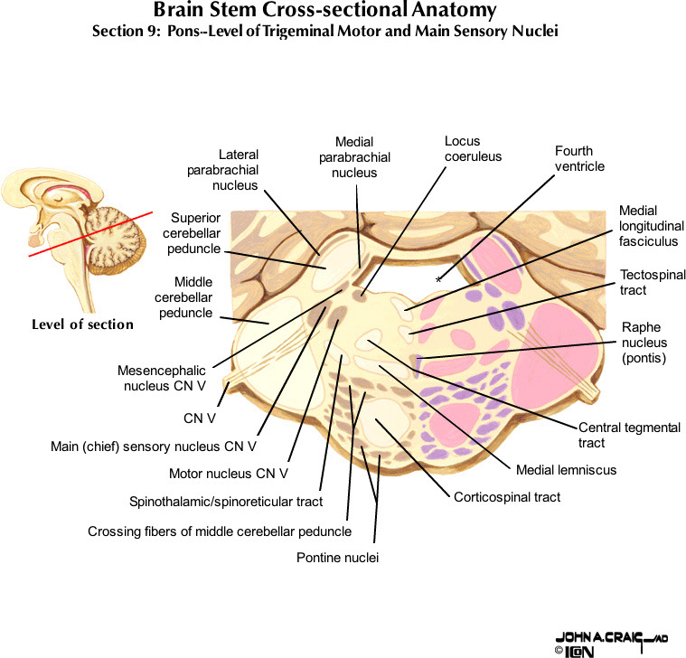 %_tempFileNameFigureII.63.9_l%