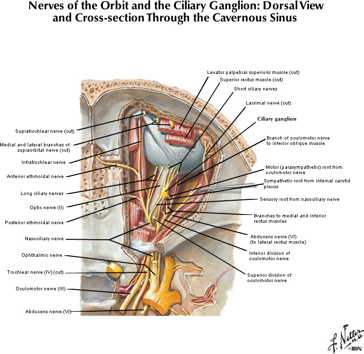 %_tempFileNameFigureII.66B_l%