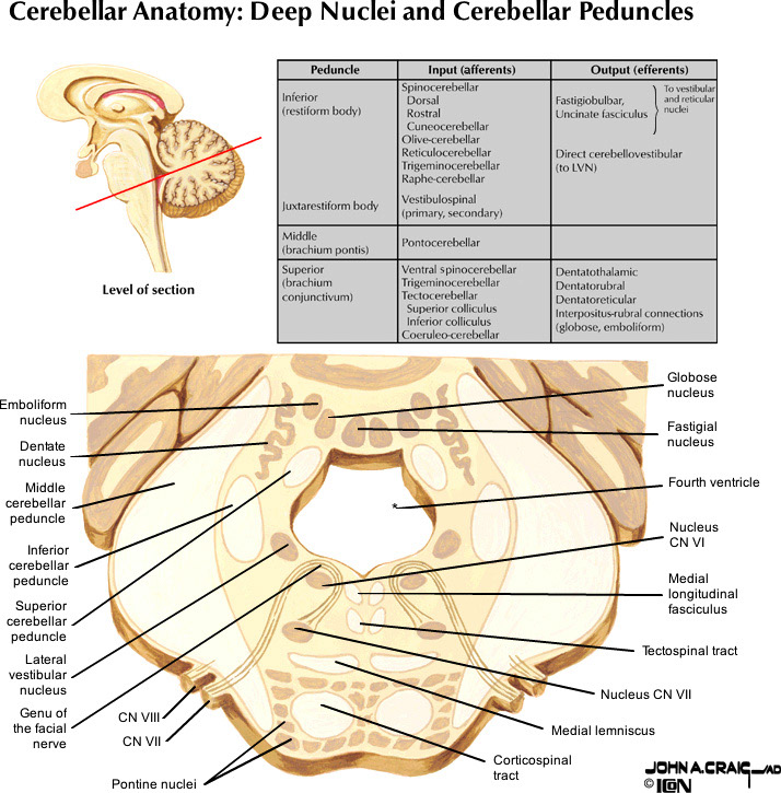 %_tempFileNameFigureII.83_l%