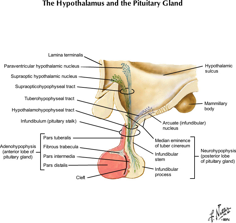 %_tempFileNameFigureII.85B_l%