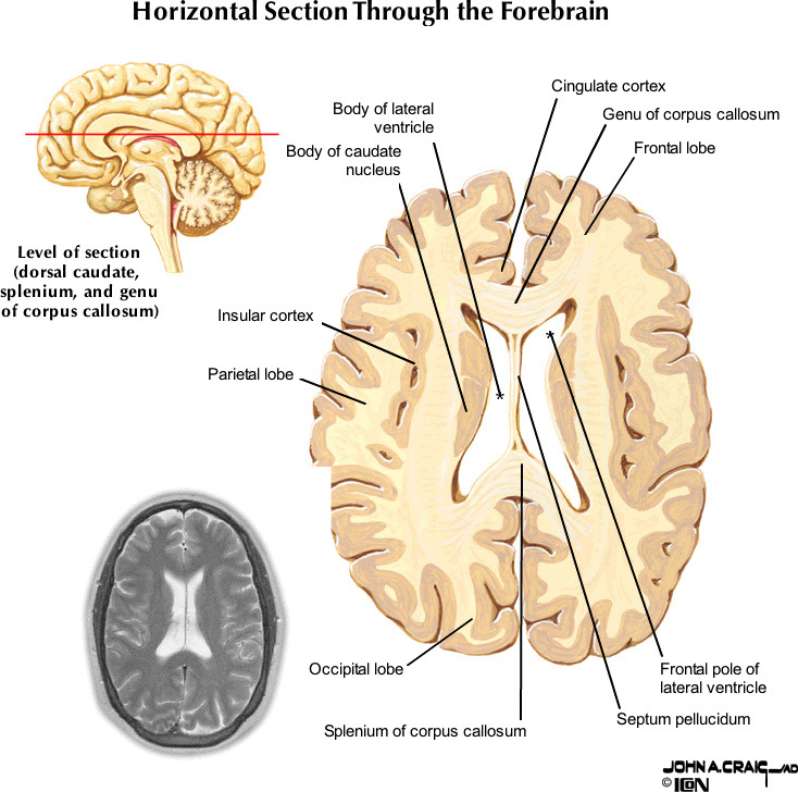 %_tempFileNameFigureII.87.8_l%