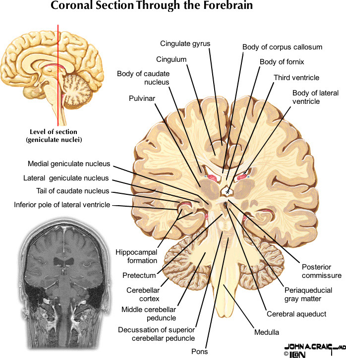 %_tempFileNameFigureII.88.8_l%