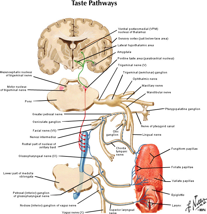 %_tempFileNameFigureIII.10_l%