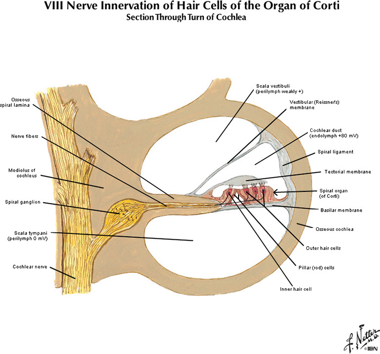%_tempFileNameFigureIII.13_l%