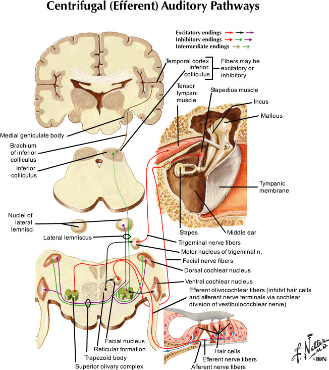 %_tempFileNameFigureIII.16_l%