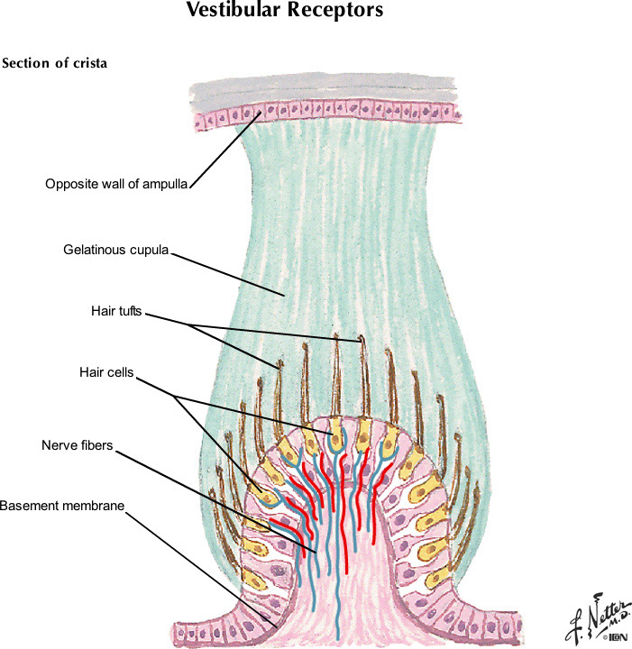 %_tempFileNameFigureIII.17B_l%