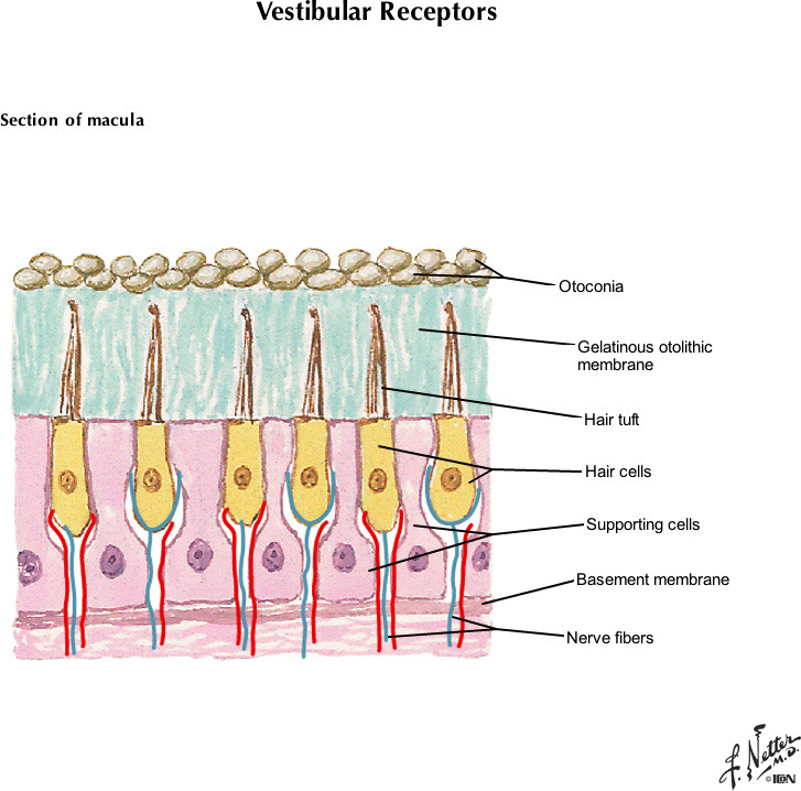 %_tempFileNameFigureIII.17C_l%