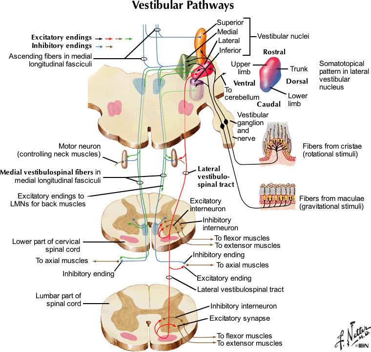 %_tempFileNameFigureIII.18_l%