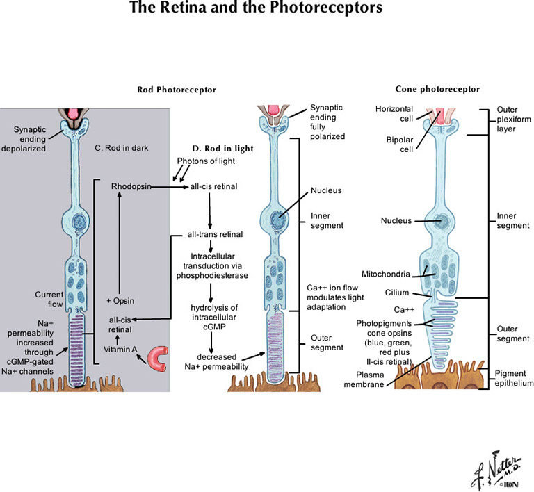%_tempFileNameFigureIII.22B_l%
