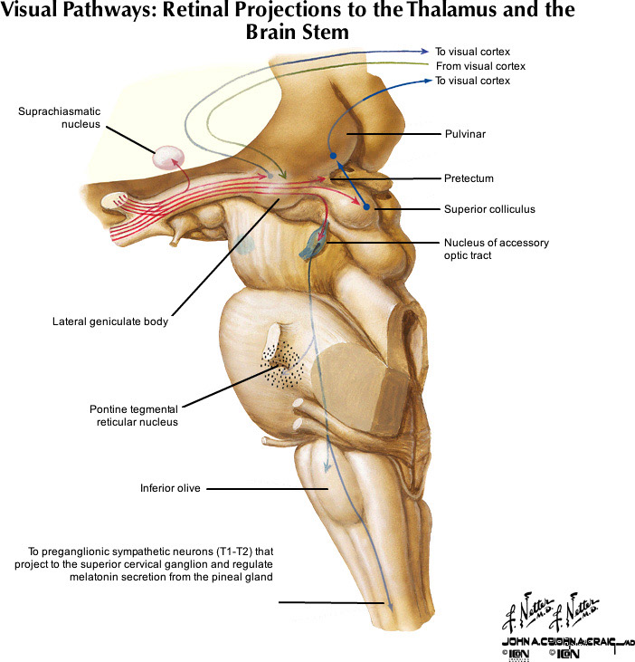 %_tempFileNameFigureIII.24_l%