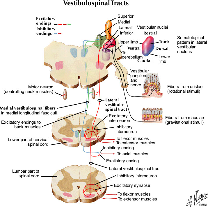%_tempFileNameFigureIII.34_l%