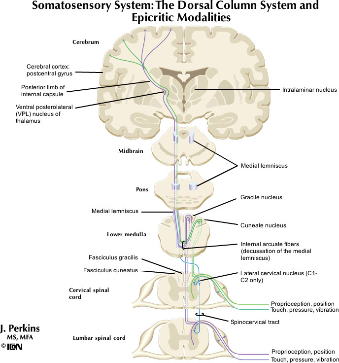 %_tempFileNameFigureIII.3_l%