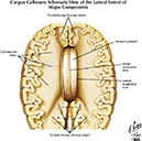 %_tempFileNameFigureI.30_l%