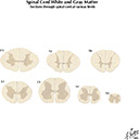 %_tempFileNameFigureI.40A_l%