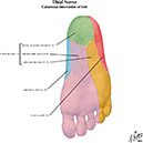 %_tempFileNameFigureII.30C_l%