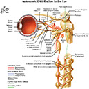 %_tempFileNameFigureII.40_l%