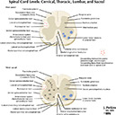 %_tempFileNameFigureII.58D_l%