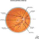 %_tempFileNameFigureIII.23B_l%