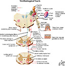 %_tempFileNameFigureIII.34_l%
