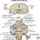 %_tempFileNameFigureIII.44_l%