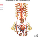 %_tempFileNameFigureII.55%