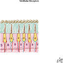 %_tempFileNameFigureIII.17C%